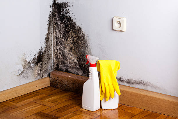 Why You Should Choose Our Mold Remediation Services in Lowes Island, VA